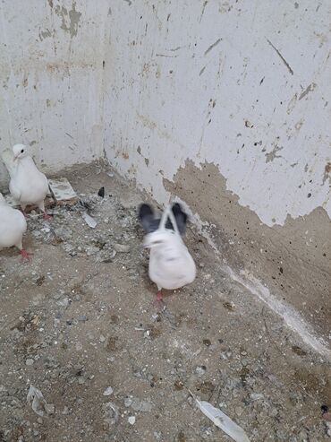 Göyərçinlər: Salam. goyercinler kom 6 manat tek tek 8 manat. goyercinle Bakının — 17