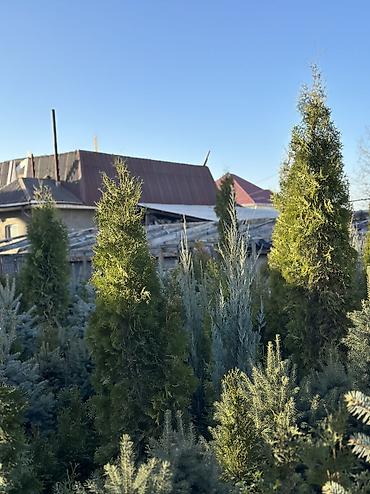 Туя: Продаются туи колоновидные🌲 Выращиваем сами, с 2013 года,со всей — 8