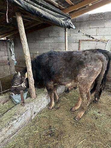 Коровы, быки: Продаю | Бык (самец) | На откорм | Привязанные — 1