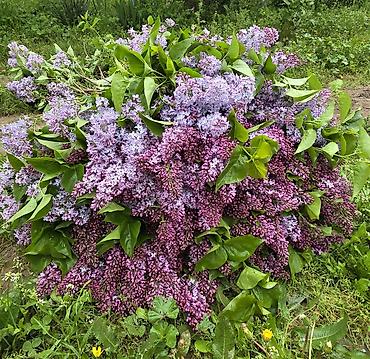 kəpənək dekor: Məhsul: Yasəmən (Syringa vulgaris) – kəsilmiş budaqlar və ya kol — 1