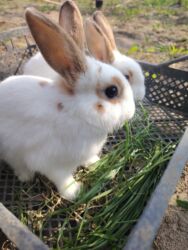 Dovşanlar: Ağ tüklü, qəhvəyi ləkəli dovşan - Yumşaq, sıx örtüklü ağ yun — 6