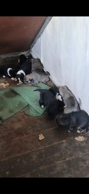 sibirski afcarka: Afcarka ve balaları satılır isdeyen olsa vapçatda yazsın 0507613355 — 4