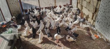 отдам котёнка в добрые руки: Məhsul: ev göyərçinləri kolleksiyası Təsvir: - Şəkillərdə müxtəlif