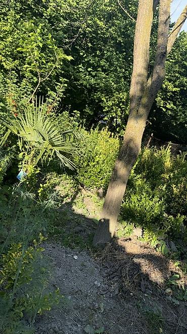Деревья: Trachycarpus fortunei (yelpik formalı yarpaqlı xurma palmaları) – — 9