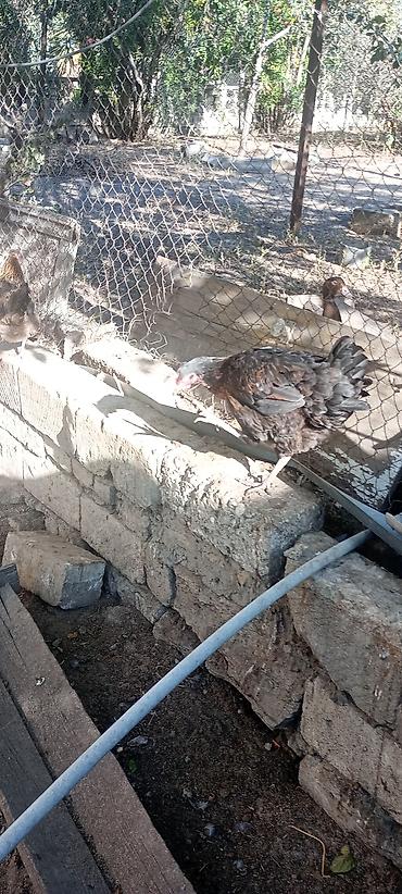 Toyuqlar: Toyuq, Damazlıq, Ödənişli çatdırılma — 2