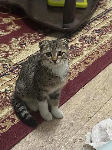 коён ош: Котята-домашние любимцы. Отдам в хорошие руки - Описание: несколько — 4