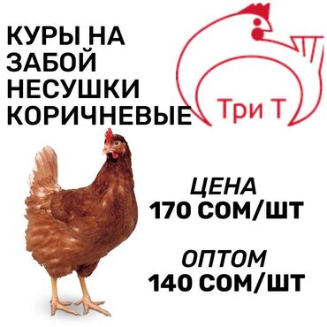 10920 объявлений: Продаю | Куры | На забой