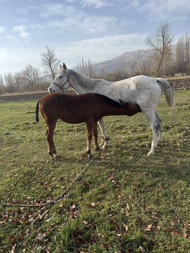 в какой приют можно отдать собаку: Сатам | Тай