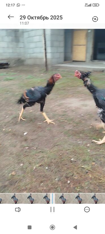 ежик живой: Продаю | Петух | Бойцовая | Для разведения