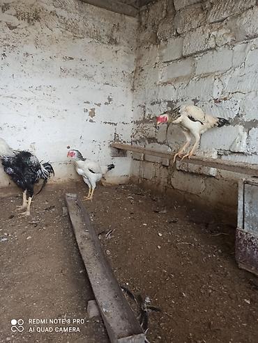 qaz bala: Toyuq, Damazlıq — 5