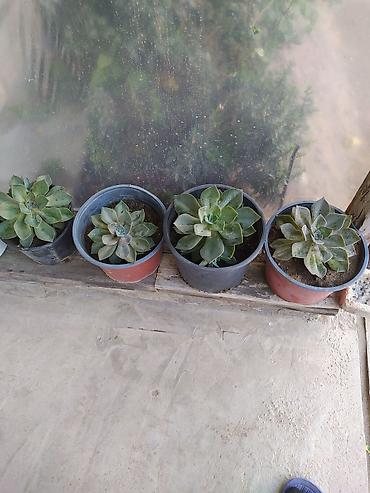 baki gence: Sukul­lent Echeveria (gül rozeti forması) – qablı dekorativ bitkilər — 6
