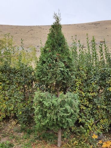 Декоративные деревья: Продаются хвойные и лиственные деревья🌲🌳 - Голубая ель от 0,8-5м - at lalafo.kg — 29 Декоративные деревья: Продаются хвойные и лиственные деревья🌲🌳 - Голубая ель от 0,8-5м - — 29