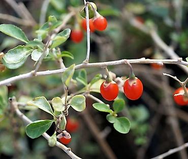 тибетский: Кустарник годжи (Lycium barbarum) — это растение, ягоды которого — 4