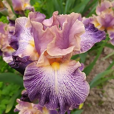 Другие товары для дома и сада: Ирисы 100сом — 9