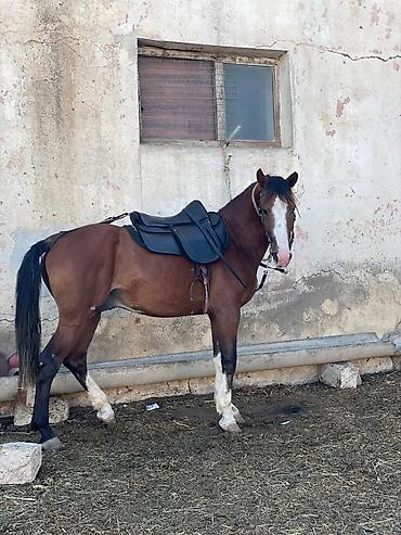 en ucuz at: At satılır – minik və gəzinti üçün uyğundur. Xüsusiyyətlər: - — 1