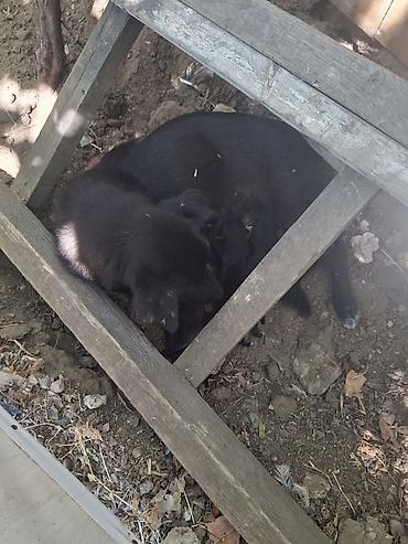 İtlər: 1 ay, Ünvandan götürmə — 3