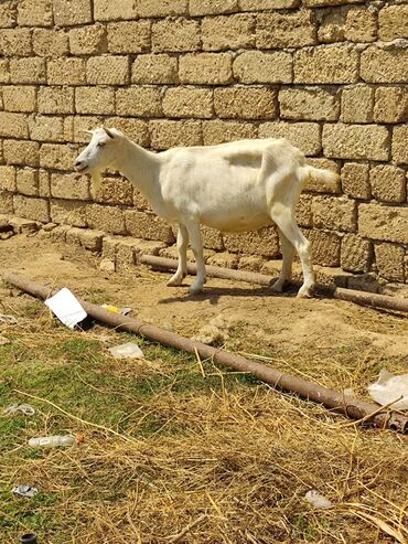 cepis sekilleri: Dişi, il: 4, Damazlıq