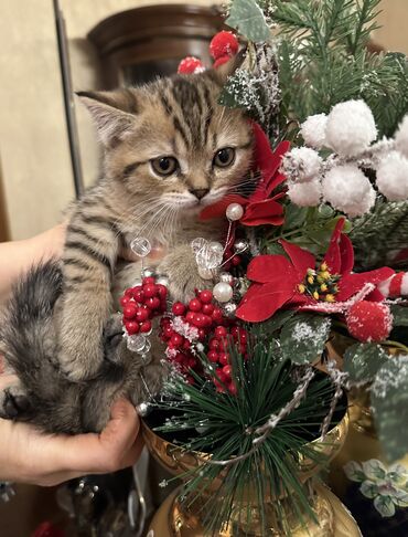 Pişiklər: Şotland — 10