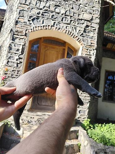 cane corso qiyməti: Kane-Korso, Pulsuz çatdırılma — 9