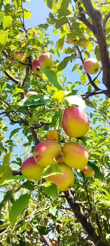 Сельхоз предприятия: Продаю Ферма КРС, 330 соток, Действующий, С оборудованием, Холодная вода, Электричество — 13