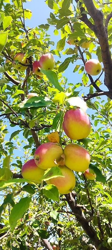 Продажа участков: 330 соток, Для сельского хозяйства, Договор дарения — 14