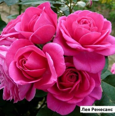 Садовые цветы и кустарники: Саженцы цветка: Розы, Бесплатная доставка, Самовывоз — 18