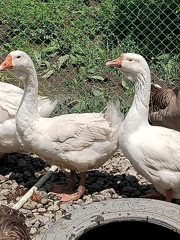Qazlar: Ağ qaz – yerli təsərrüfat üçün yetişdirilmiş, sağlam və aktiv. - Rəng — 5