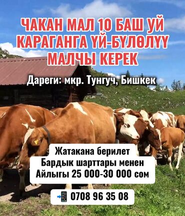 работа в оше официант: Требуется Скотник, Оплата Ежемесячно