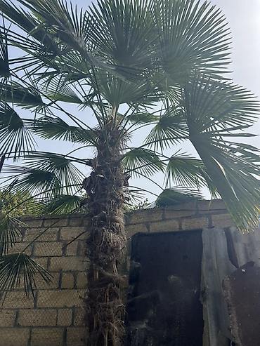 Trachycarpus fortunei (Vindi palması) – iri ölçülü dekorativ palma -