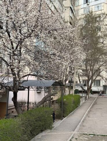 Продажа квартир: 3 комнаты, 64 м², 106 серия, 8 этаж, Евроремонт — 12