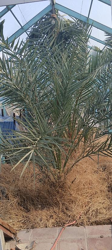 palm: Xurma palmı – dekorativ və məhsuldar növ - İsti iqlimə və güneşli — 1