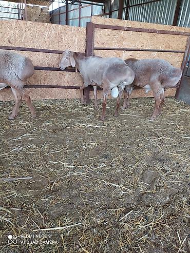 Баран, овца: Продаю | Баран (самец) | Долан, Арашан | Для разведения — 7