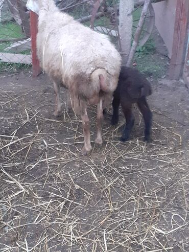 Коровы, быки: Üçüncü balasdı erkəydi balası 550 deylir zəngin vurun yesinə
