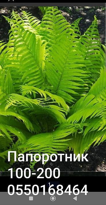 сетки для винограда: Виноград Вича цены зависят от саженца от 500 с. Ежевика 250 — 2