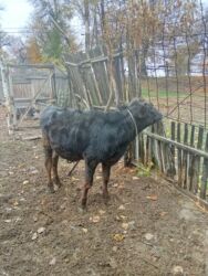 продам бу оборудование для птицефабрики: Сатам | Бука (эркек) | Бордоп семиртүү үчүн