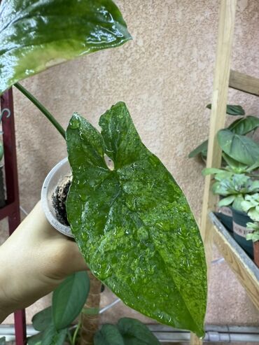 Диффенбахии: Комнатные растения 1) Диффенбахия — по 350 каждый - Вечнозелёное — 9