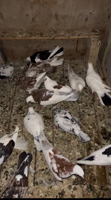 bakida cins ineklerin satisi: 22 ədəd quşdu hamsi kom satilir 60 azn təclili pul lazimdi deye satram