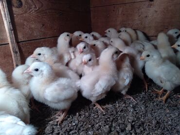 продажа цыплят в бишкеке: Продаю цыплята адлер серебристая 60 штук 26 апрель вывод,цена 150