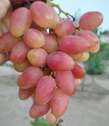 Şitillər: Gəl, bax, seç, apar. Məkan Bilgəh. Köklü Torpaqlı dibçəkdə: Ağ şanı - — 2