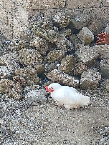 Toyuqlar: ‼️ Təcili Satılır ‼️ 53 ədəd tam sağlam 4.ay yarımlıq colpalar — 13