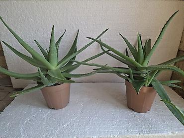 bamiyə bitkisi: Aloe vera saksı bitkisi - Növ: Aloe vera (sukkulent) - Qab: Plastik — 1
