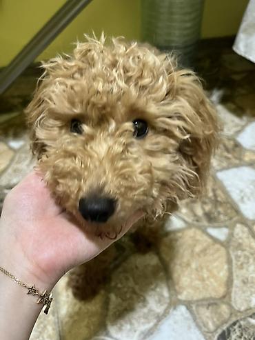 İtlər: Pudel, 7 ay, Erkek, Peyvəndli — 3