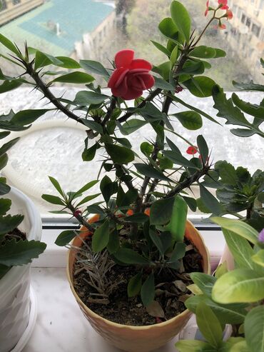 Otaq bitkiləri: Otaq bitkileri — 3