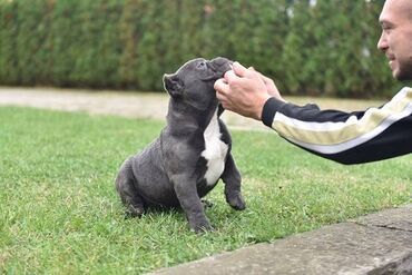 Psi: Dostupni stenci american bully Starosti 4 meseca Primili sve vakcine — 4