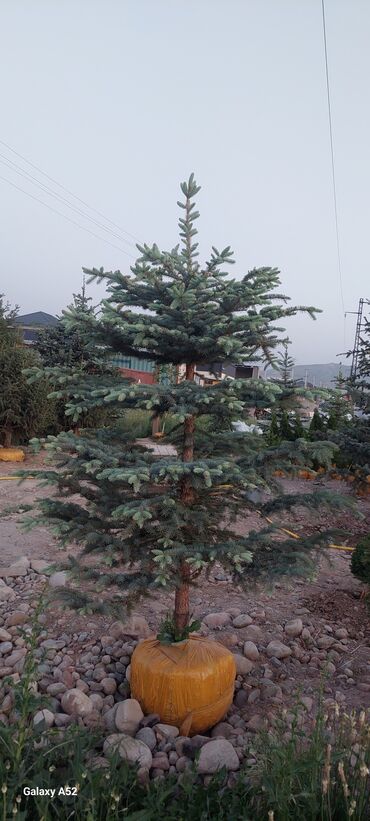 Декоративные деревья: Саженцы деревьев: Ели, Платная доставка — 5