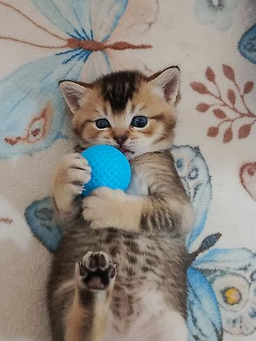 Кошки: Шотландская — 9