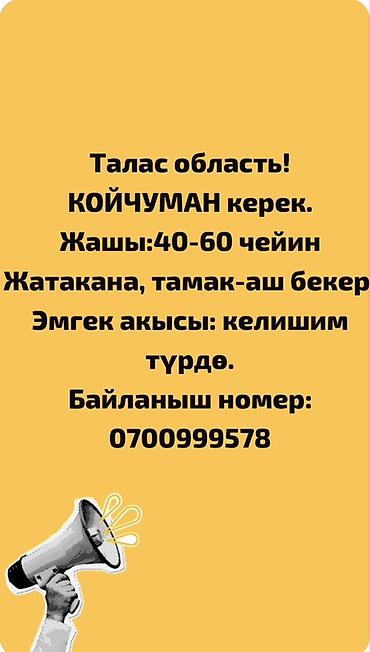 Вакансия: пастух (овцевод) в Таласской области. - Требуется койчуман