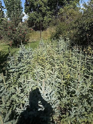 casa bella: Ели голубые (Picea pungens, «Голубая ель») — саженцы с открытой — 3