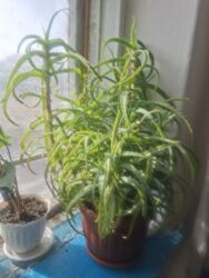 тещин язык цветок: Алоэ, 3-летнее растение в горшке. Описание: - Разновидность алоэ с