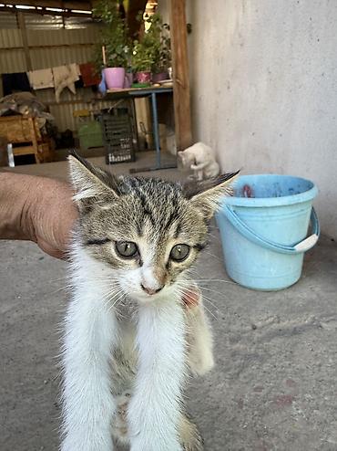 кошка белый: Кошка даром: Беспородная, 1 месяц, Мальчик, Приучена к лотку — 2